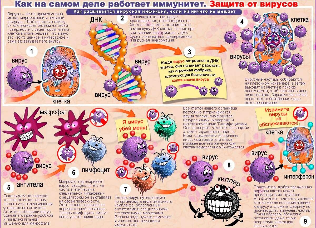 Презентация на тему иммунитет