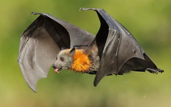 из Яндекс.Картинки. Летучая мышь считается непревзойдённым хранилищем вирусов.