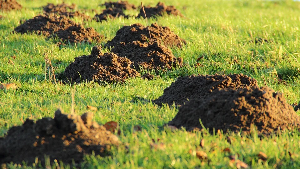 Ссылка на изображение с сайта:  https://cdn.pixabay.com/photo/2013/12/20/18/55/molehill-231386_960_720.jpg