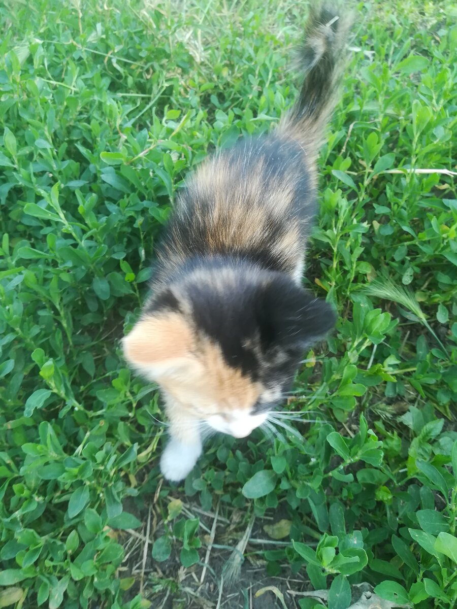 Трехцветная кошка