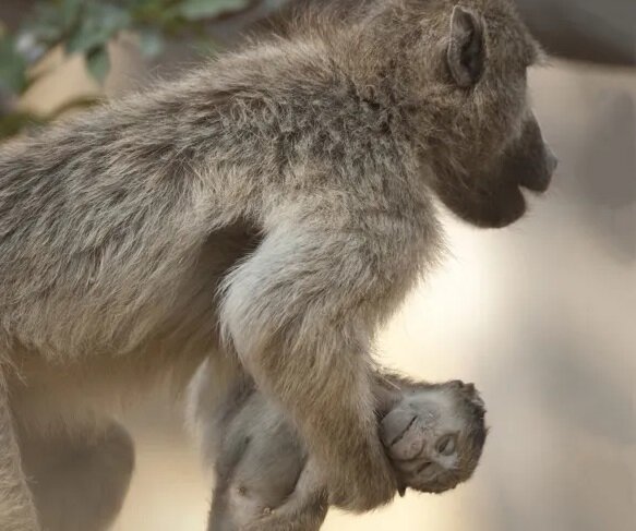 несчастная макака