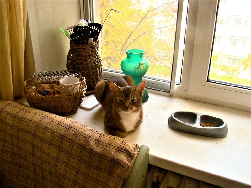 Котейко отдыхает после своих приключений. Жаль, что монитор не передает все переливы его красивой шерстки.