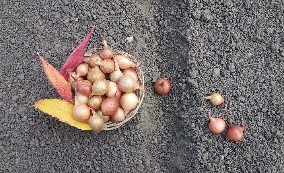 Посадить лук под зиму не сложно, но нюансы имеются