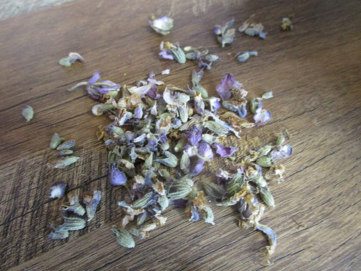 Шалфей просто бомба!