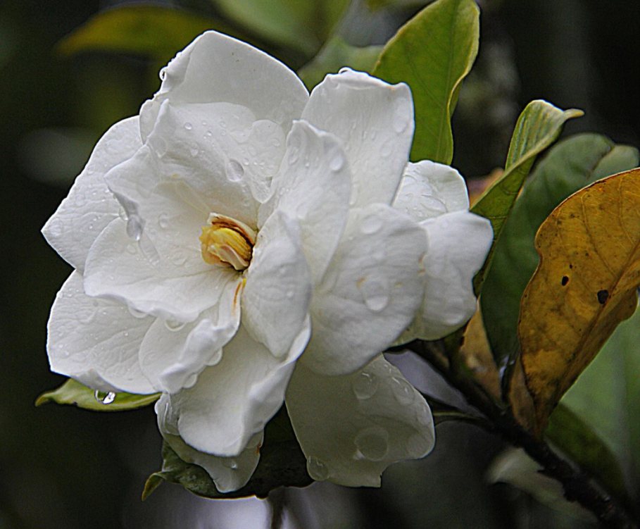 Листочки начинают желтеть и опадать. В чем причина.