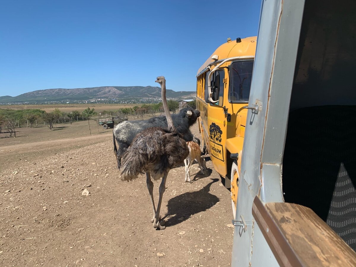 Берегись страуса!)