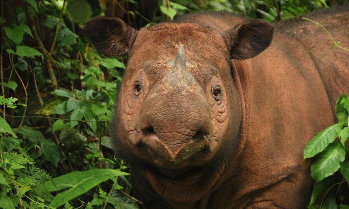 Суматранский носорог
