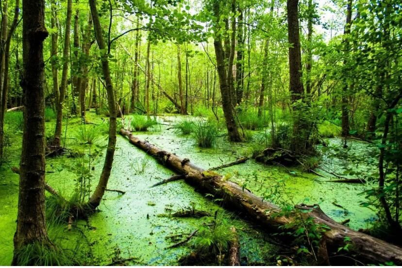 Почему болото засасывает.

Засасывать объекты способны не все болота, а только те, в которых образовалась трясина. Трясина засасывает живые объекты. Объясняется это её физическими свойствами. 

Есть 2 вида погружения: недопогружение и перепогружение. Перепогружению подвергаются только живые объекты, потому что такие объекты постоянно движутся. А что если замереть? Прекратится ли погружение? Увы, это лишь замедлит его, ведь живое тело двигается всегда, поскольку оно дышит. Перепогружение в трясину и есть засасывание болота. Почему же движение тела ускоряет погружение? Любое движение — это приложение силы, увеличивающей силу давления на опору. Оно обусловлено весом объекта и силой тяжести. Резкие движения — причина образования под телом областей пониженного давления. Эти области приведут к увеличению атмосферного давления на живой объект, что еще больше погрузит его.

