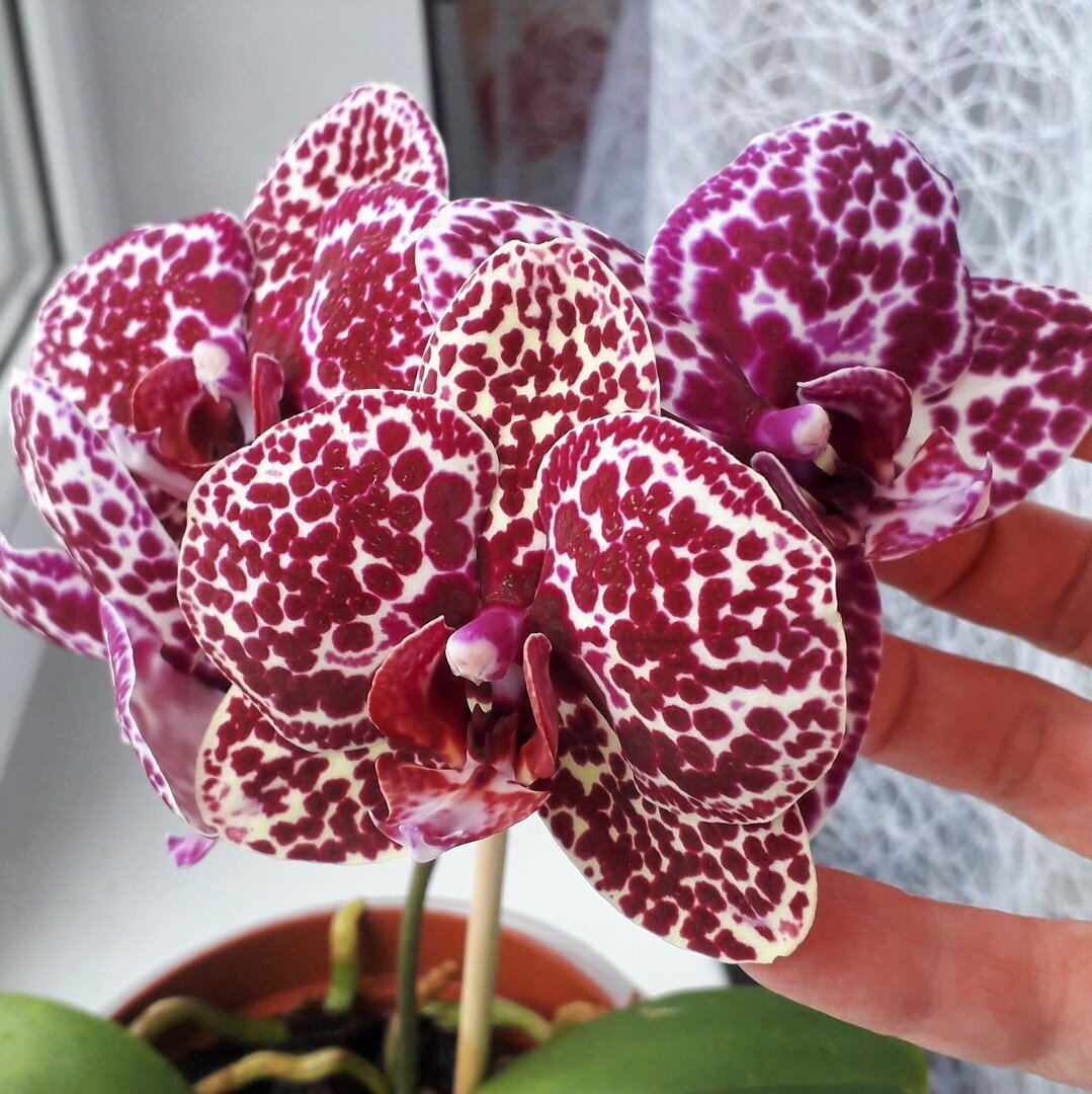 Орхидея Фаленопсис