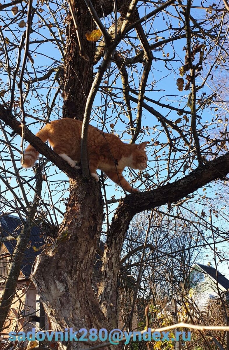 Фото автора Алесад. Соседский кот пришел за яблоками.