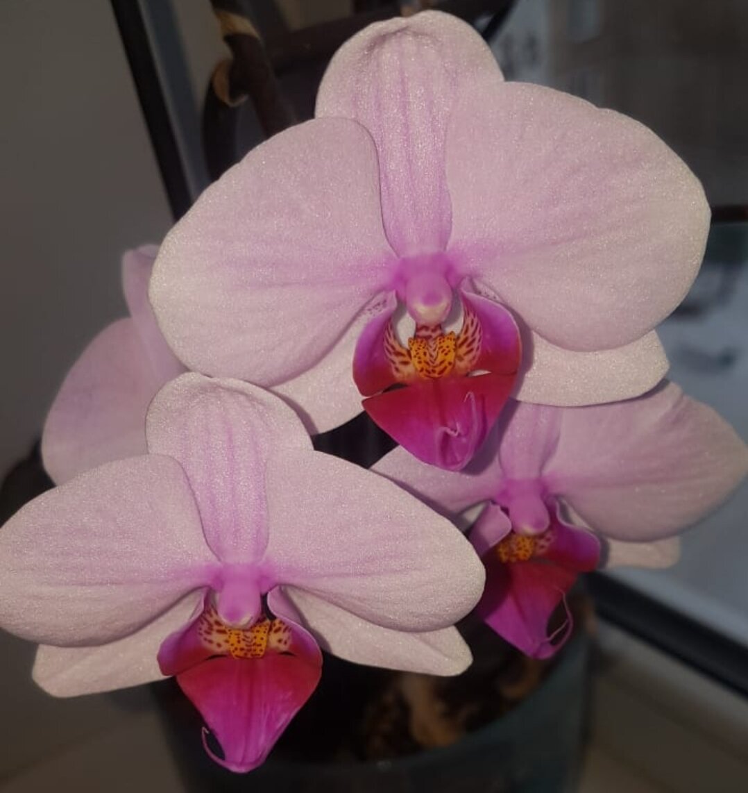 Такие встречаются чаще всего - нежно сиреневые лепестки с темной сердцевиной