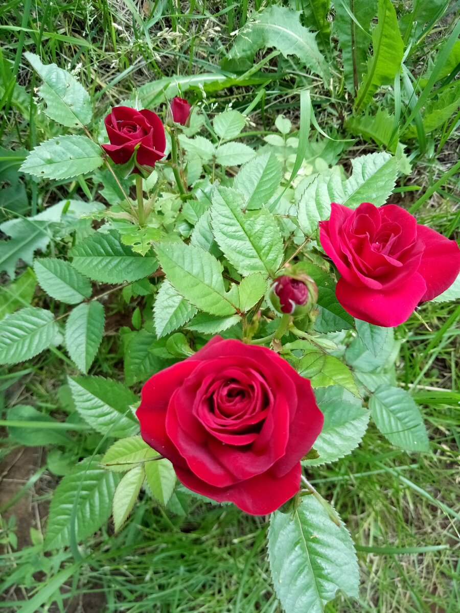 бордюрные розы сорта фото с названиями