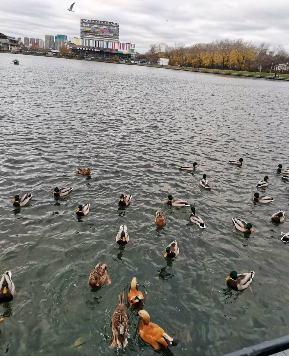 Останкинский пруд 