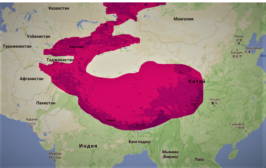 Снежный барс ареал. Ирбис ареал обитания в России. Ареал обитания снежных Барсов в России. Барс ареал обитания. Ареал обитания ирбиса на карте России.