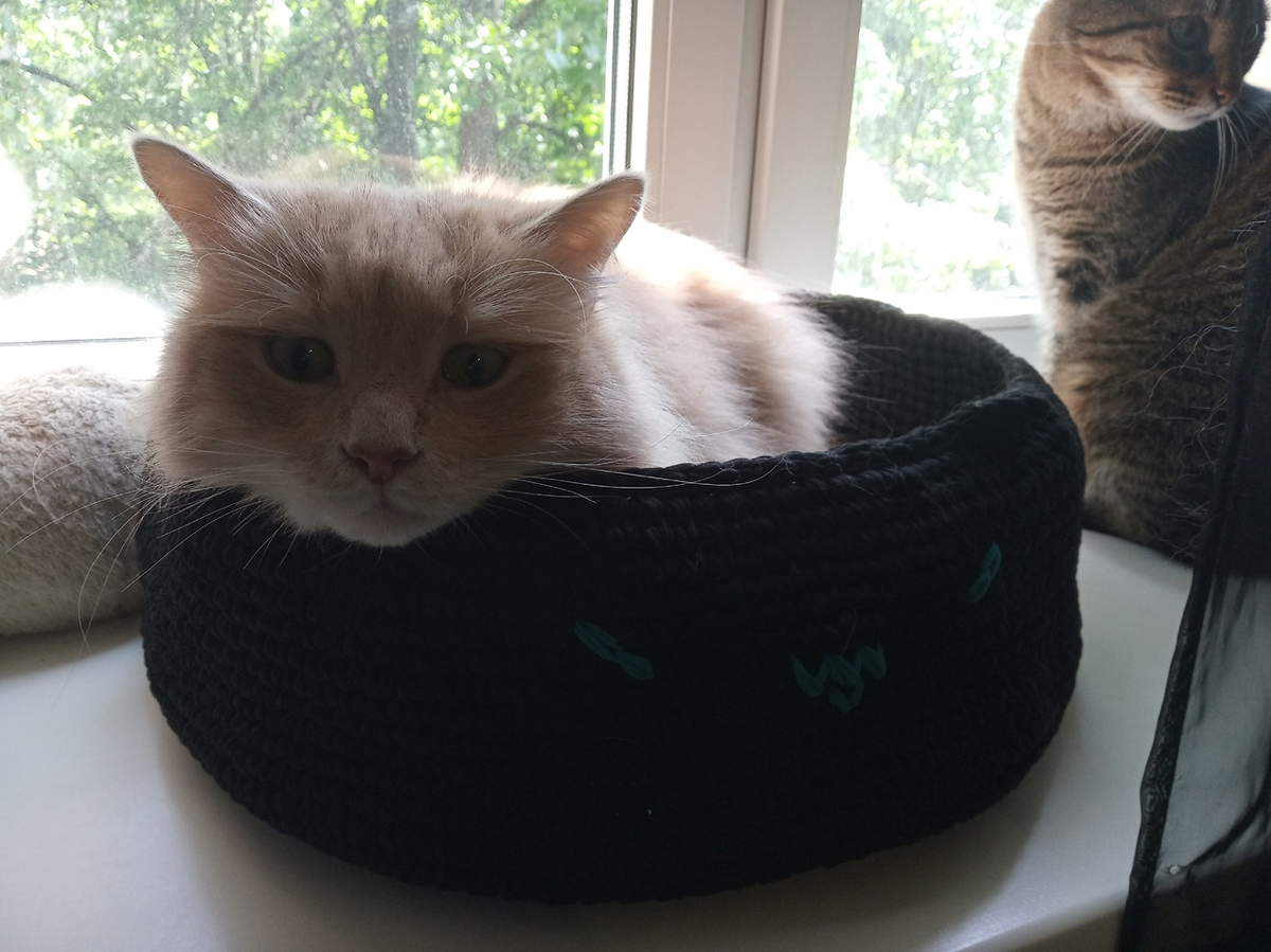 Вот такая лежанка для кошек стоит у меня на окне, котам нравится (фото автора)