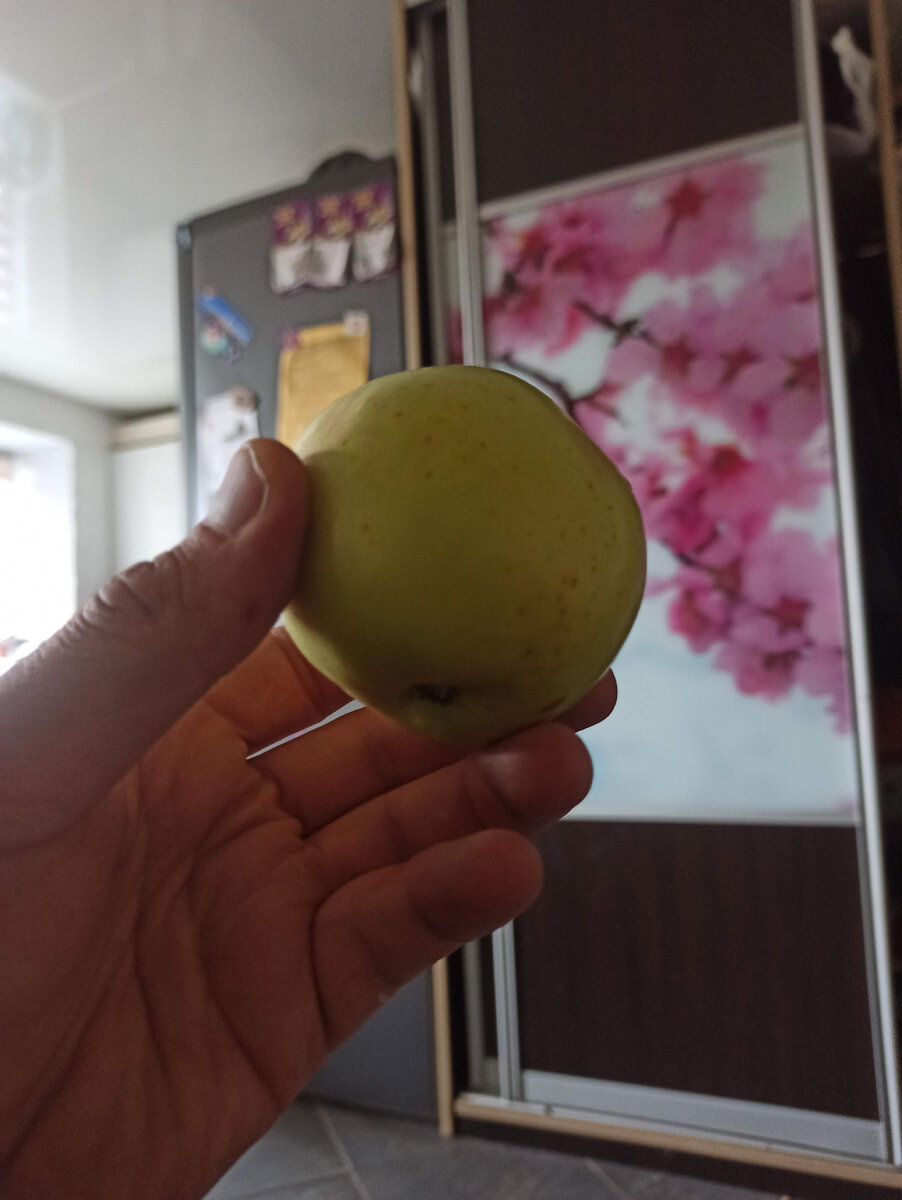 Белорусские яблоки