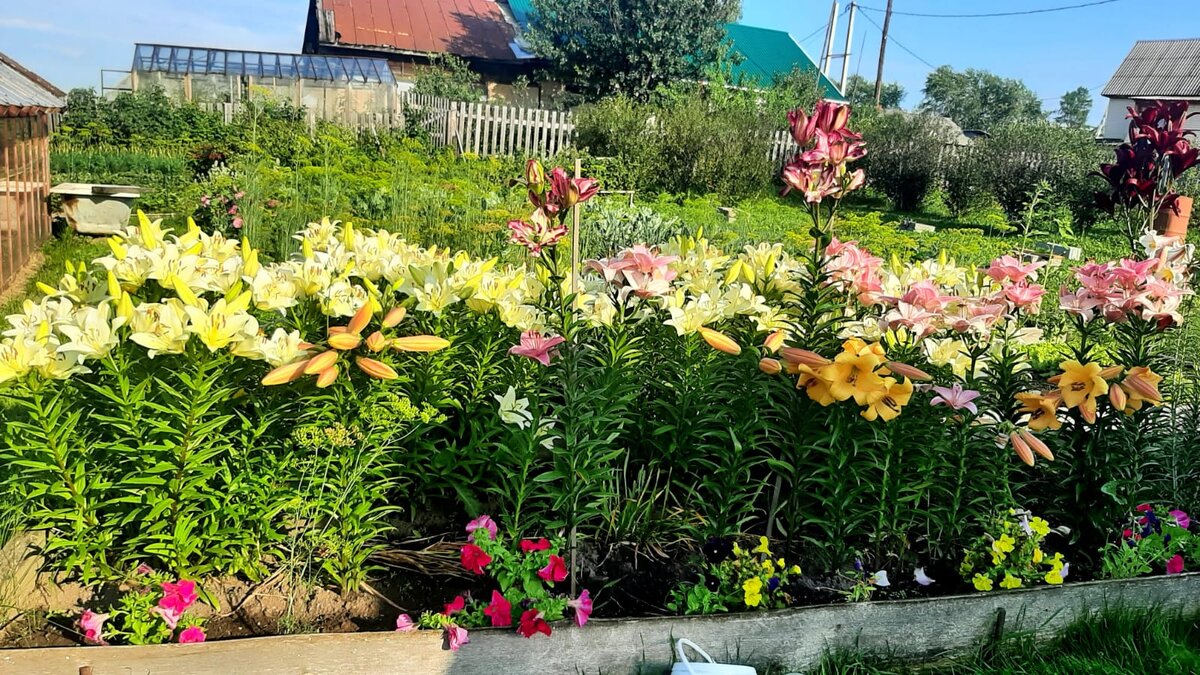 Клумба с цветущими лилиями смотрится просто по-королевски!