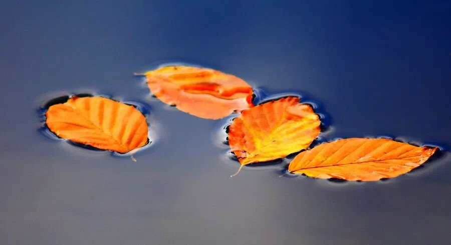 Фото: pixabay.com 