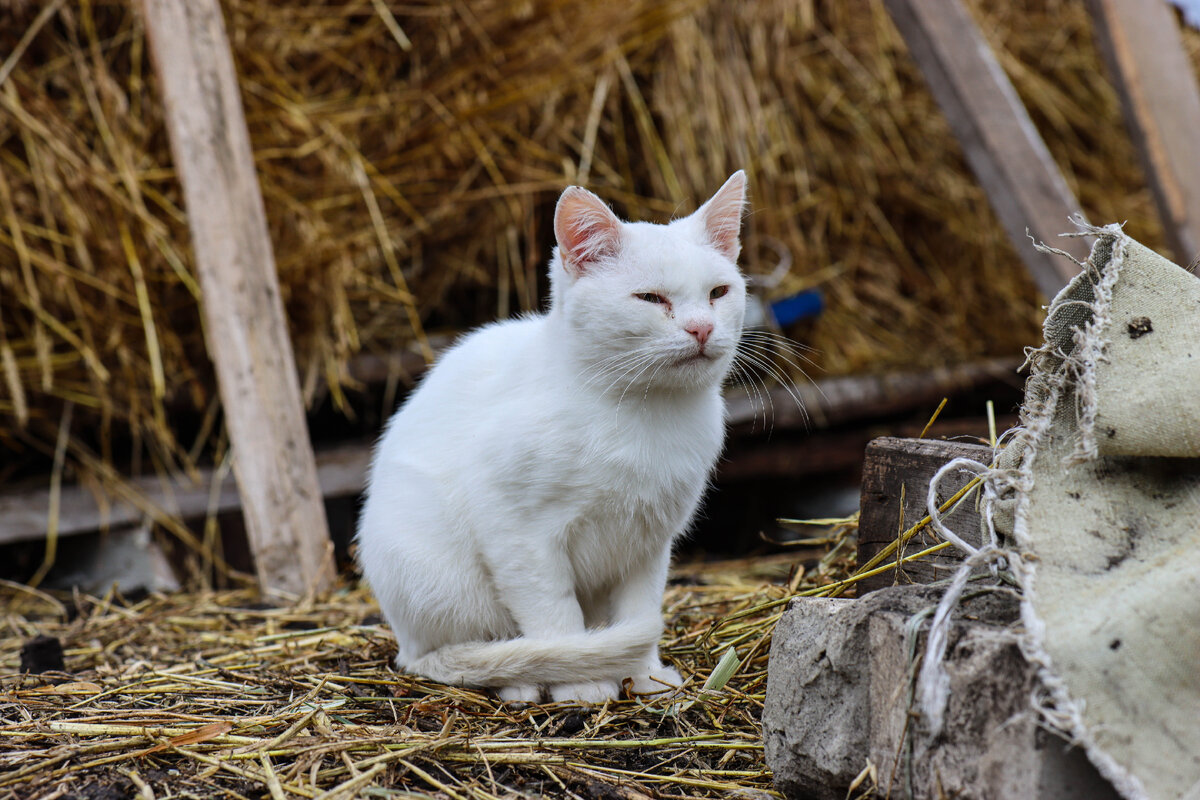 Котам нельзя молоко