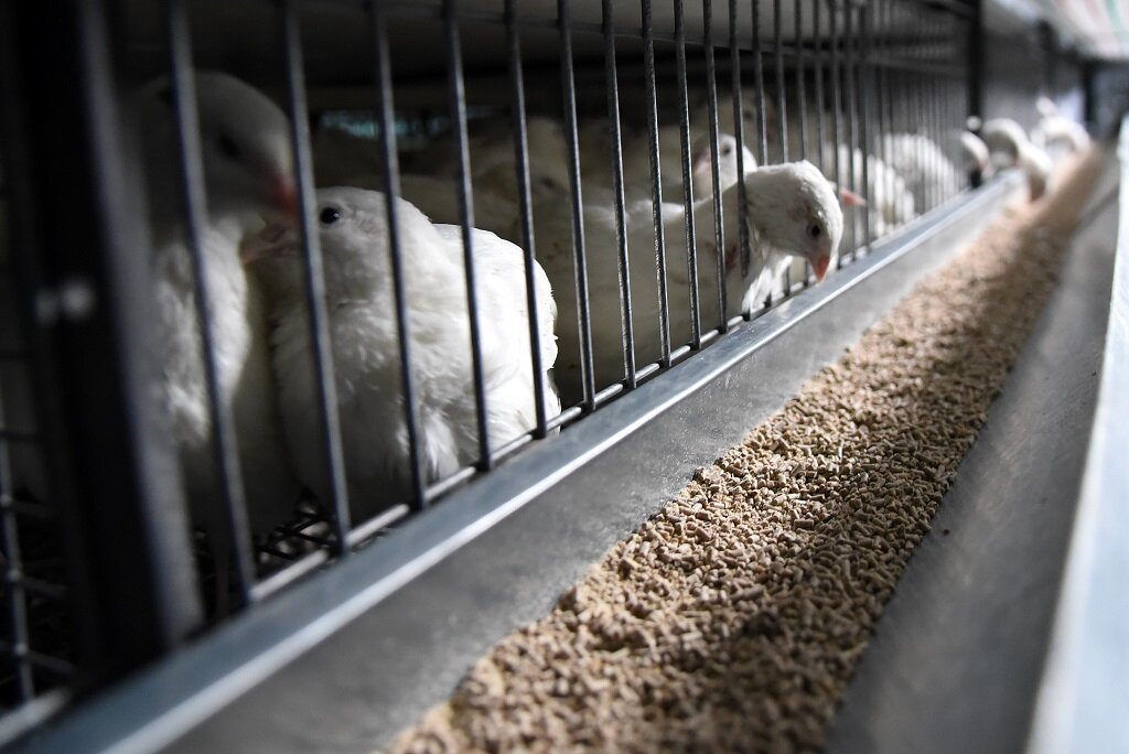 Фото из открытых источников