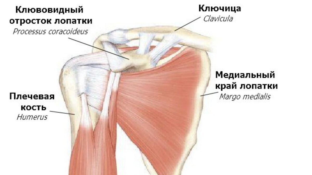 Малая грудная мышца анатомия