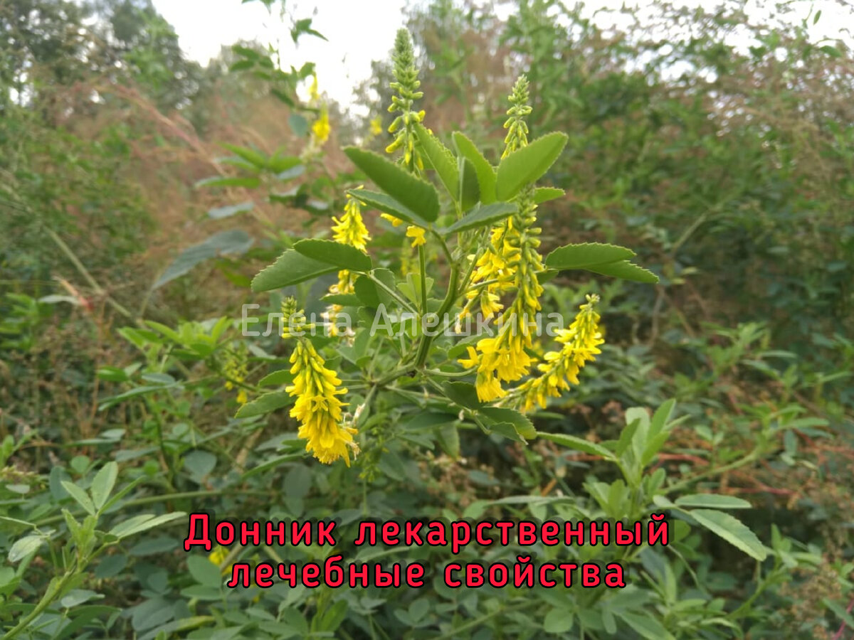 Донник лекарственный имеет много лечебных свойств и как все бобовые содержит достаточно белка тем самым является кормовым растением и ещё хорошим медоносом, донник используют в официальной и народной медицине как противосудорожное, успокаивающее, при бессоннице, головных болях, при бронхите, орви, имеет отхаркивающее действие, противовоспалительное, болеутоляющее, улучшает кровообращение, снижает свёртываемость крови, используют при болезнях печени, почек, гипертонии, при нервных состояниях в климактерический период, восстанавливает клетки печени, повышает лактацию у кормящих мам, противоопухолевое действие, в ходит в онкологические зборы, противоревматические зборы входит, препятствует тромбообразованию, повышает потенцию и увеличивает влечение у мужчин, повышает внимательность, улучшает память, укрепляет иммунитет, используют при фурункулёзе, гнойных ранах, и изготавливают "нарывной пластырь", используют при водянке, метеоризме, при нарушении менструального цикла, бесплодии, болезненных месячных          !!! очень важно не превышать дозировку, достаточно 1 соцветия и щепотку листиков со стволиками на чашечку и заварить как чай. ❗перед применением необходимо проконсультироваться с врачом, при превышении дозировки считается ядовитым   ✔️  иформация собрана из различных источников             посмотрите видео     https://youtube.com/shorts/uLd2YpGue1Q?feature=share                                         #лечебныетравы #протравы #лекарственныетравы #лекарственныерастения #донникжёлтый #донниклекарственный 