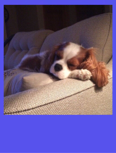 собачка спит