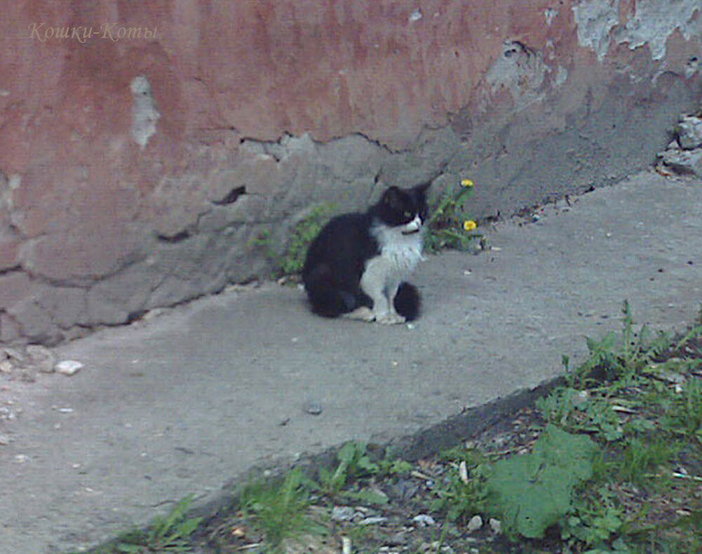 Кот и одуванчики