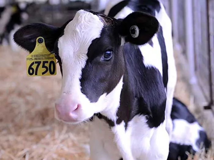 Источник: moloko-chr.ru