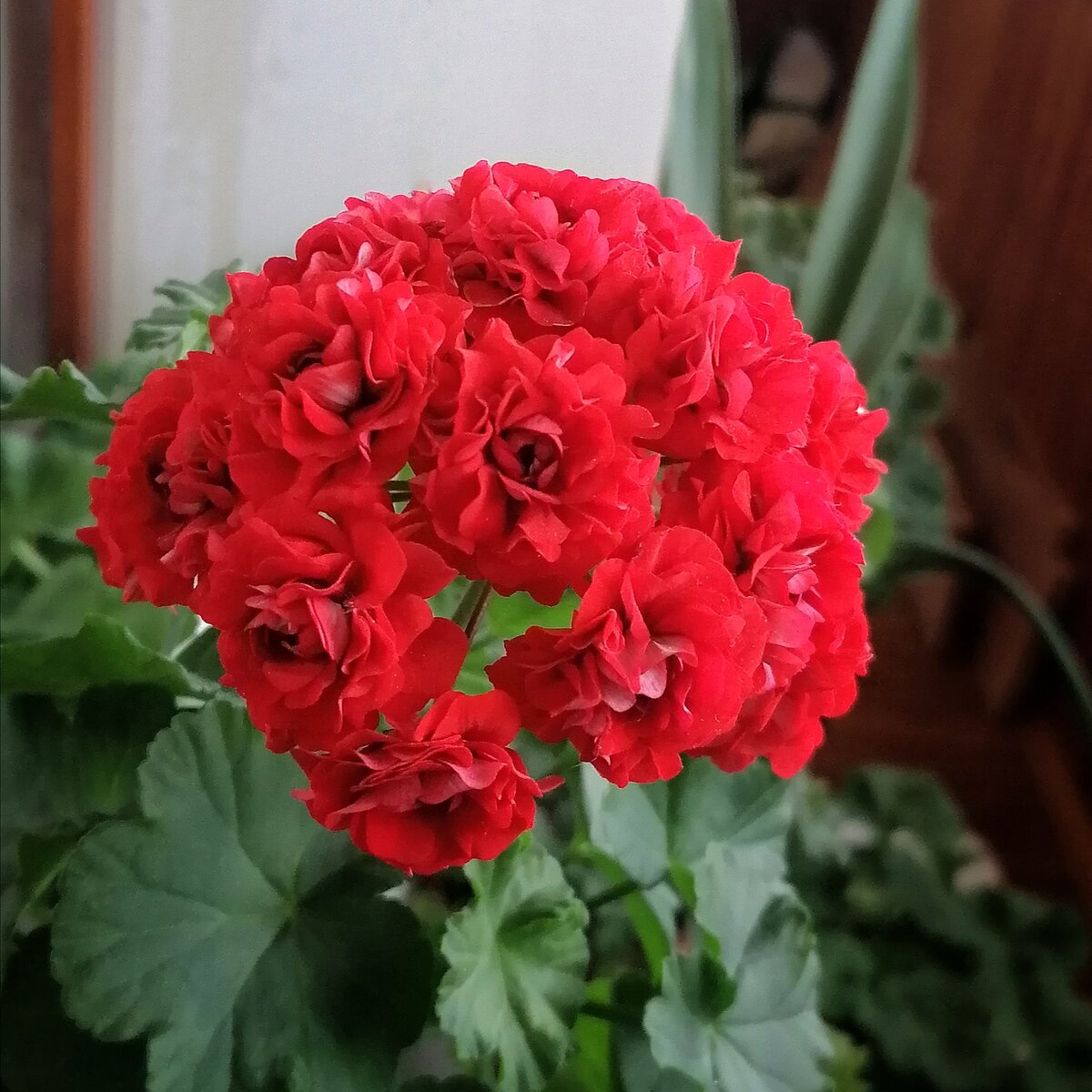 Пеларгония розебудная сорта