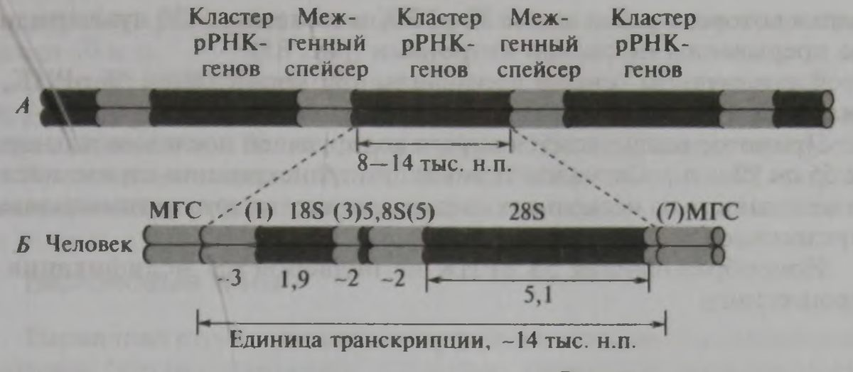 Берегами транскрипция