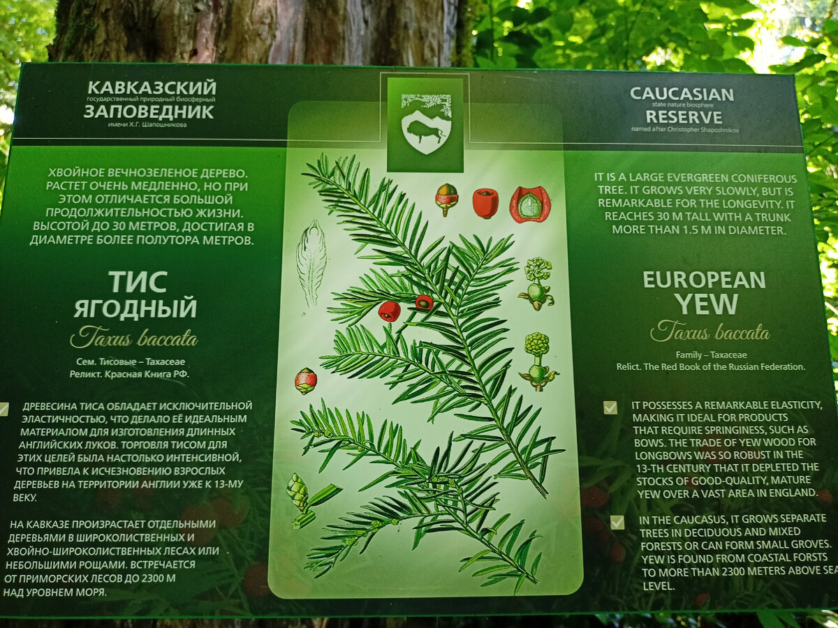 Информация о тисе. Сочи. Фото автора.