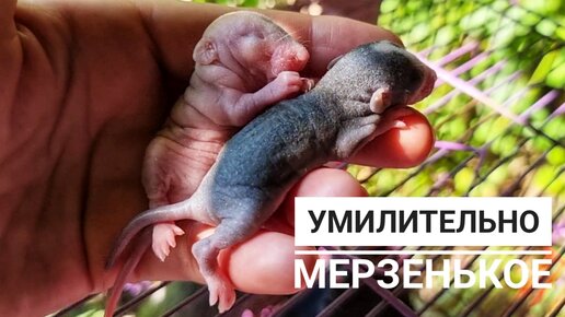 Кошка Морошка трогает водичку, мама показывает новое красивое, крысы показывают новое некрасивое