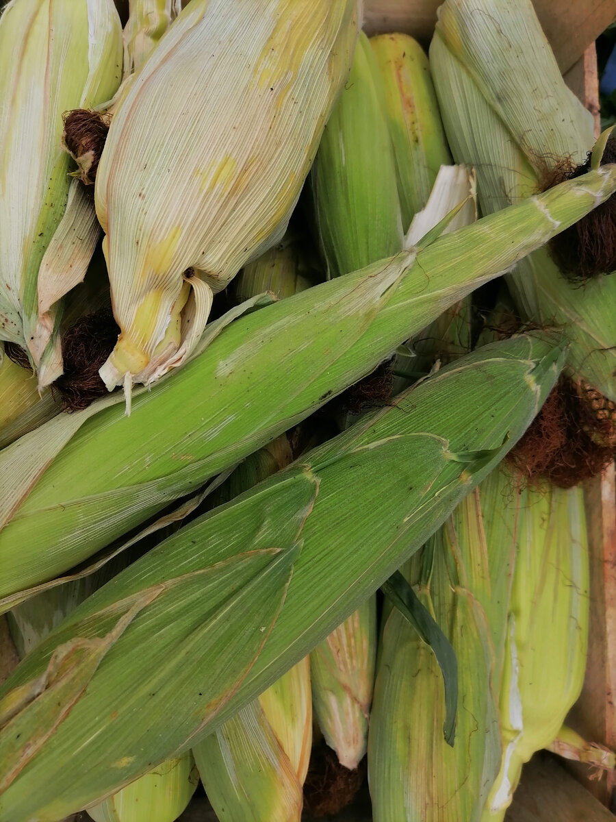 Кукуруза из детства