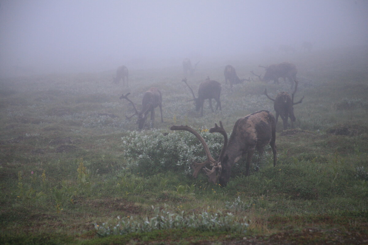 Фото: Николай Гернет / GeoPhoto