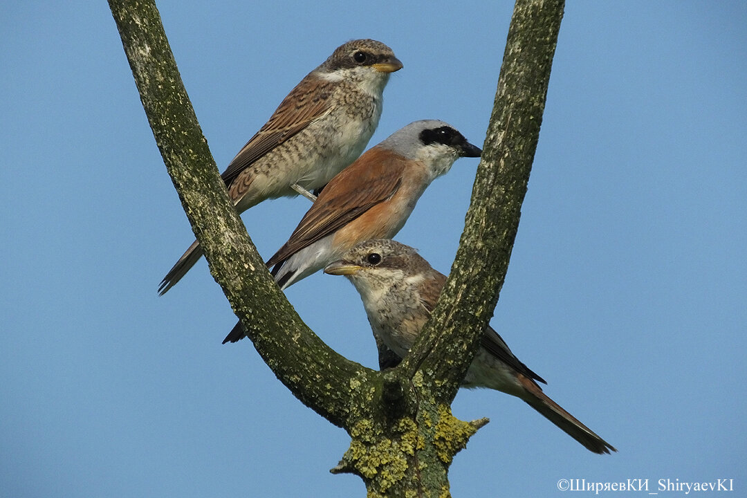 СОРОКОПУТЫ-ЖУЛАНЫ