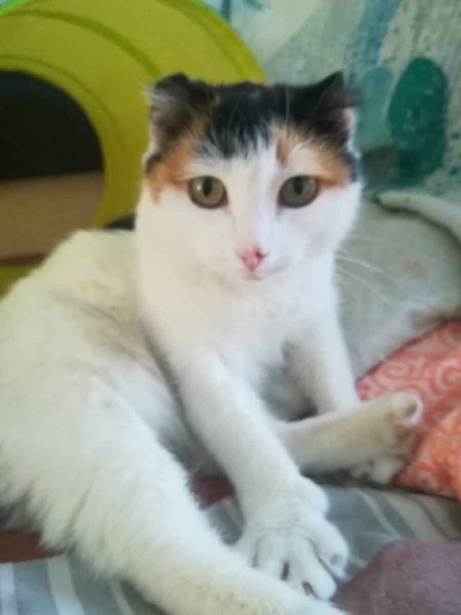 Таких обмороженных кошек берёт Рифы Апа из Дюртюлей. Она выхаживает десятками кошек, пытается найти дом. И вот три месяца уже у неё не хватает средств на свою квартплату, лекарства и еду. Но кошек не бросает. 