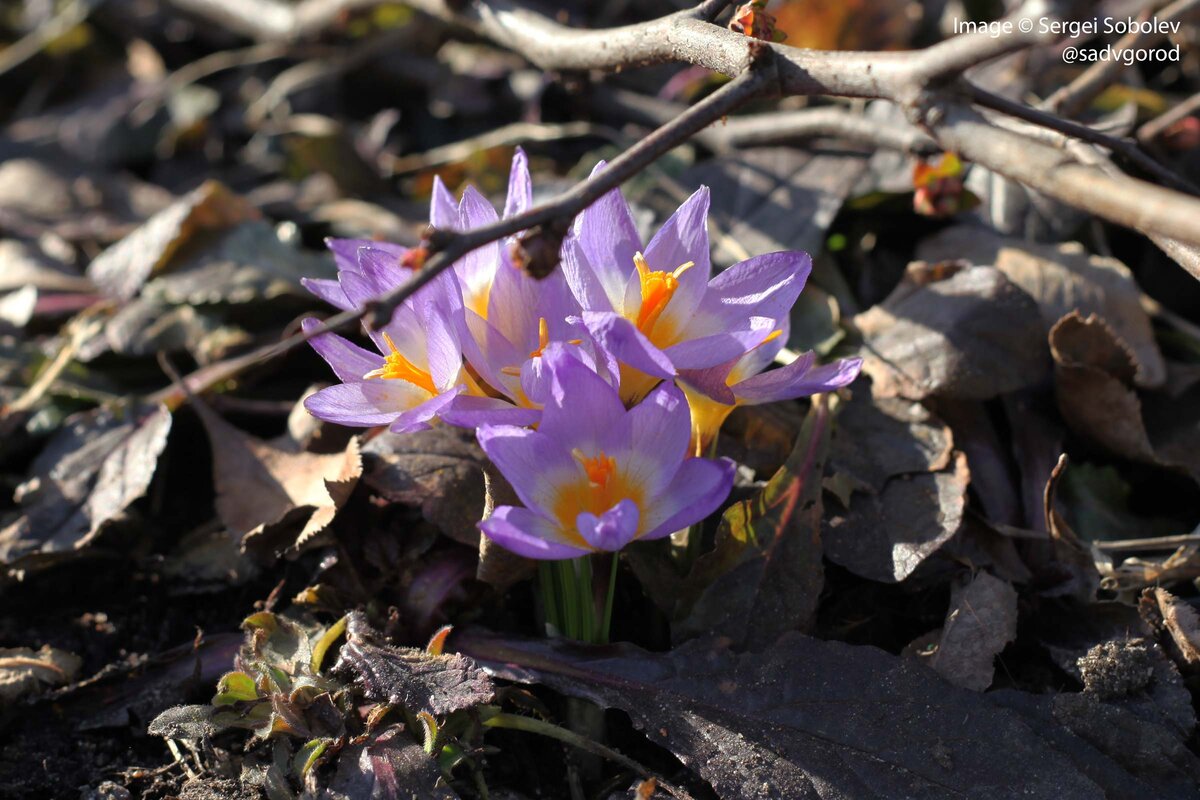 Шафран (Crocus) или крокус в моём палисаднике | Сад в город! | Дзен