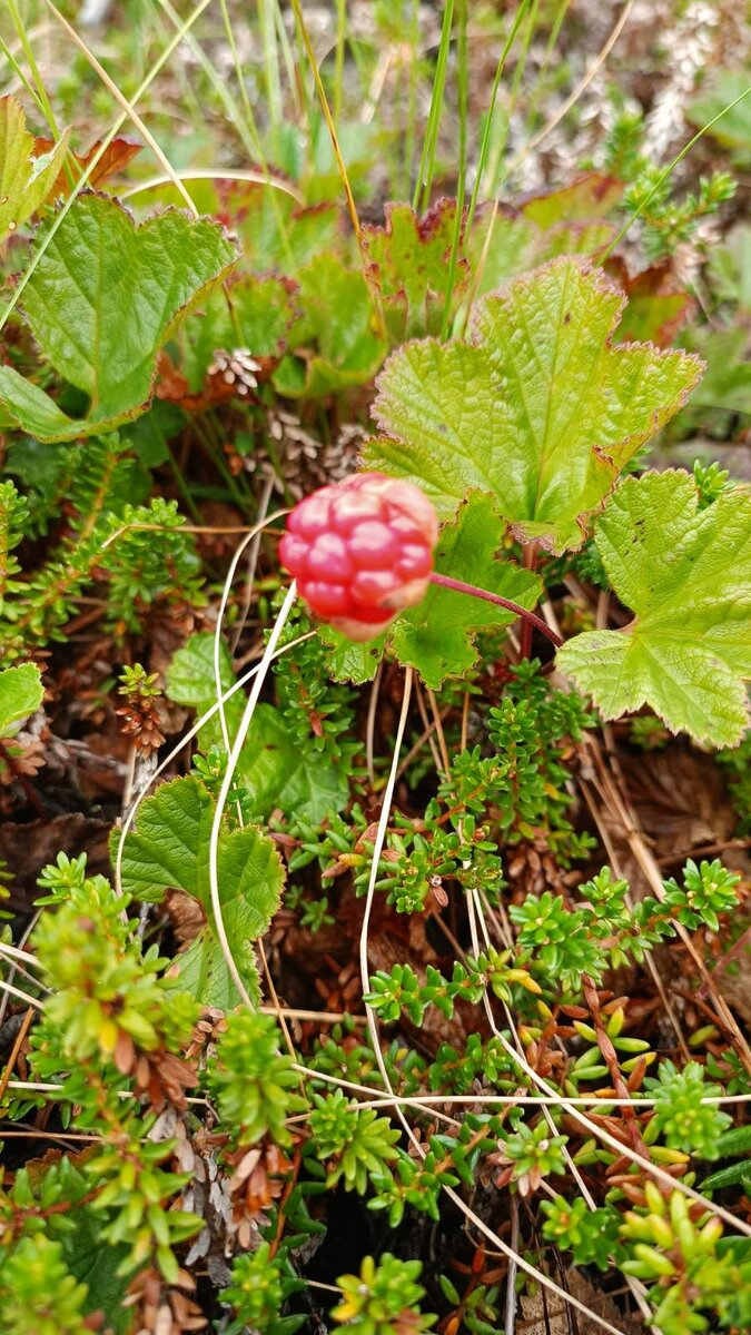 еще пару дней и созреет
