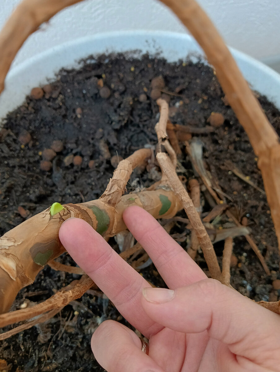 Да будет жизнь