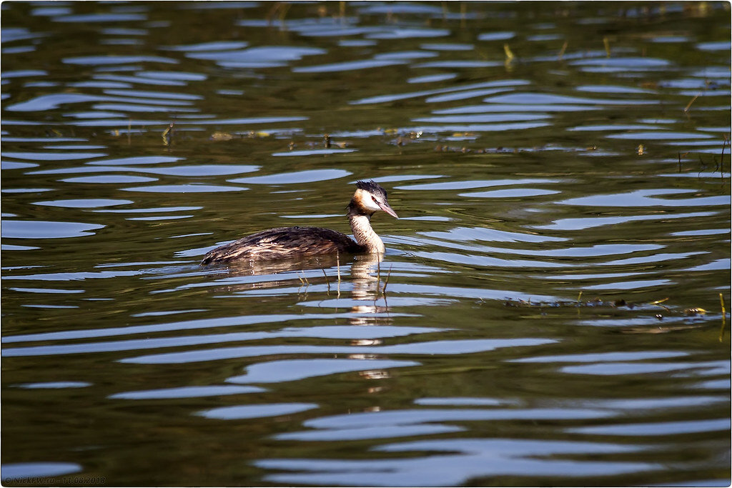 1. Чомга © NickFW.ru - 11.08.2018г.