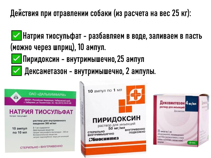 Как выглядит отравление у собак