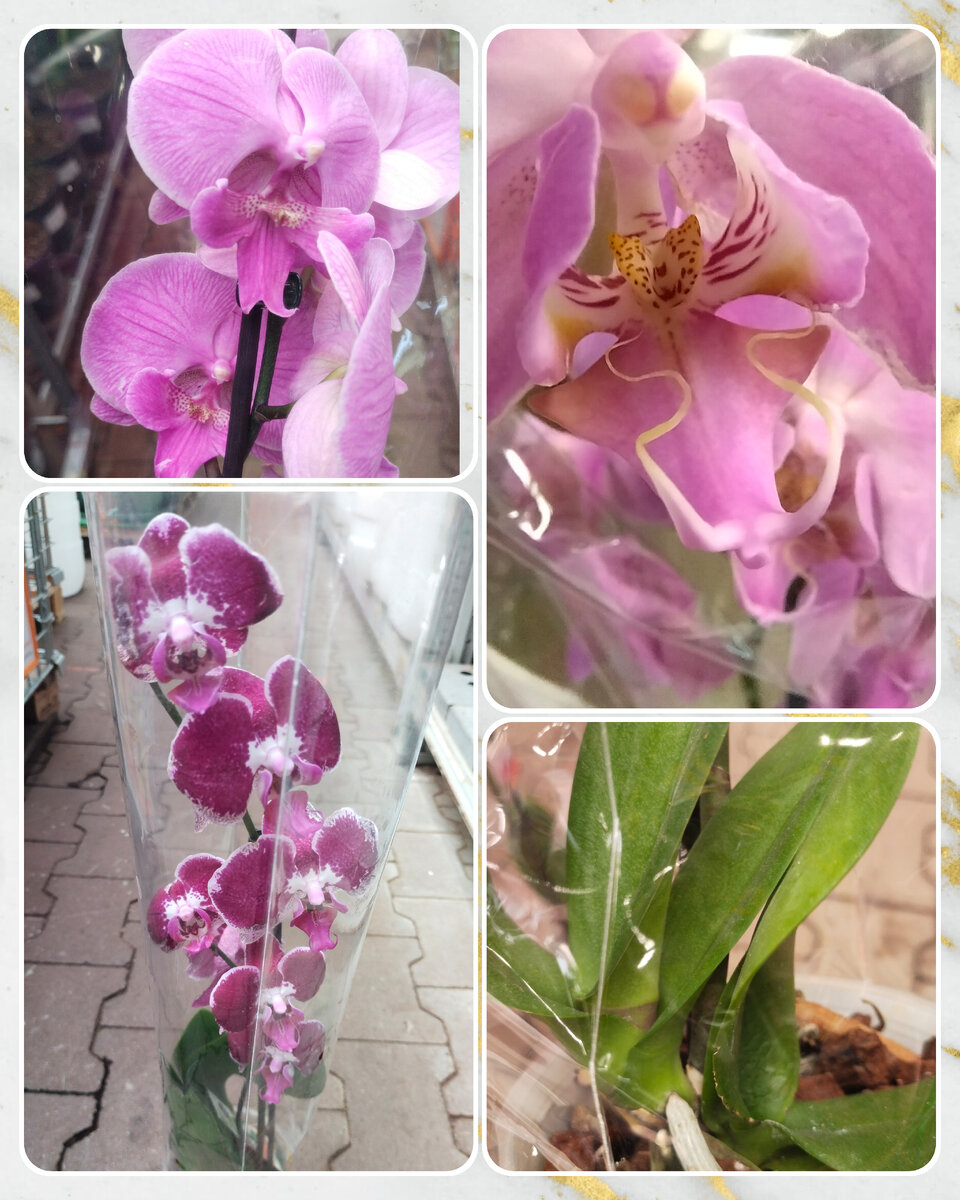 В галерею добавила индивидуальные фотографии, чтобы вы могли получше рассмотреть эти цветочки.