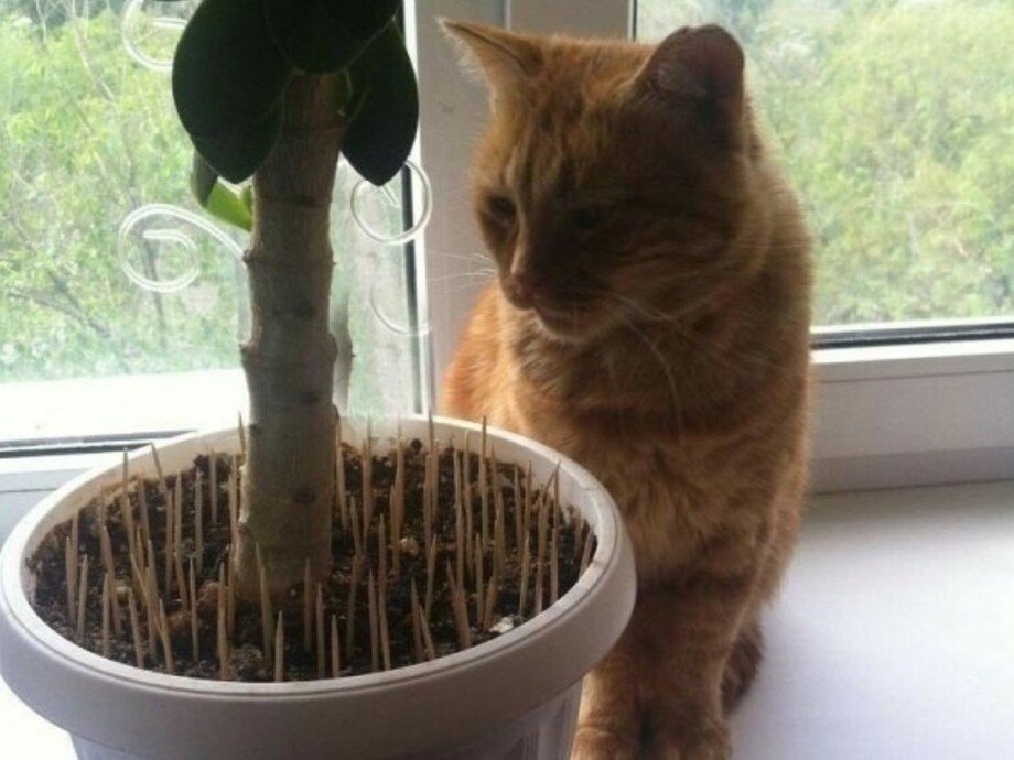 : koshka.top