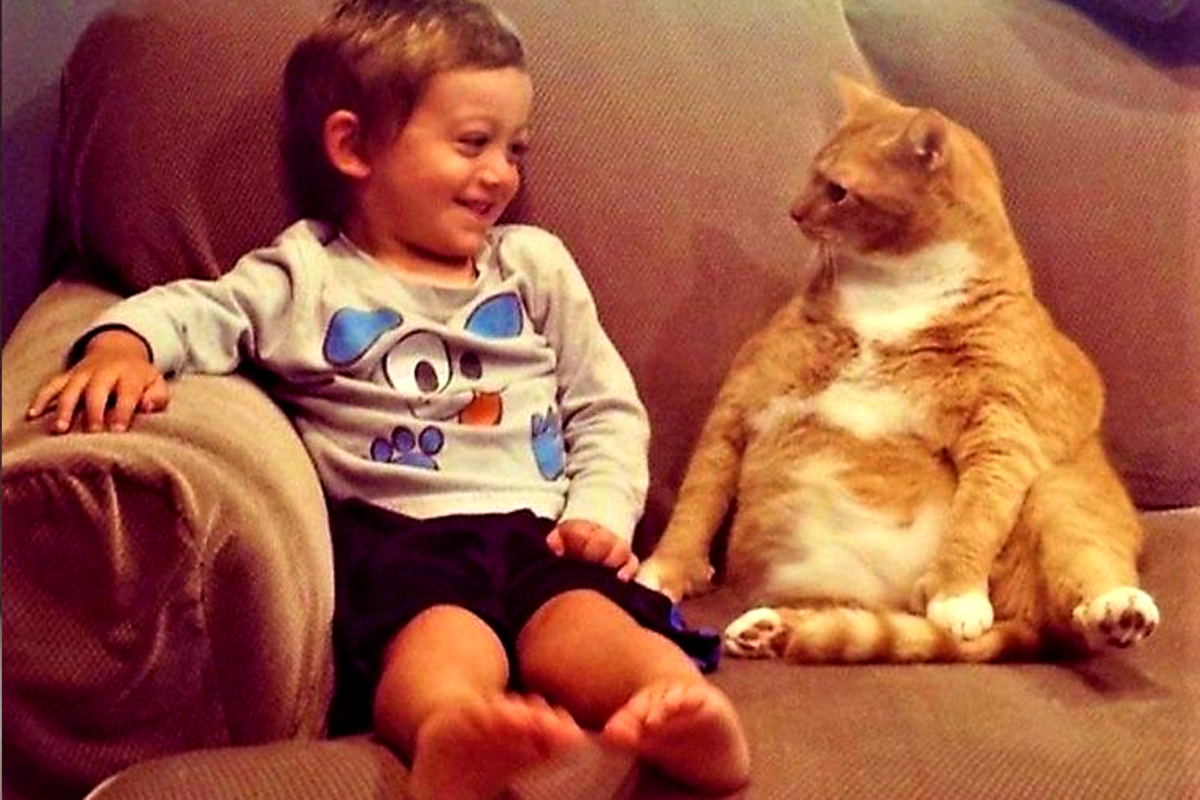 Кот: "Что ты сказал?! А ну, повтори!" Источник фото: dastiham.ru