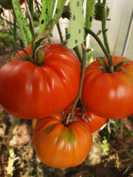 Томат "Роза Стаса". Ранний, урожайный сорт с крупными плодами.