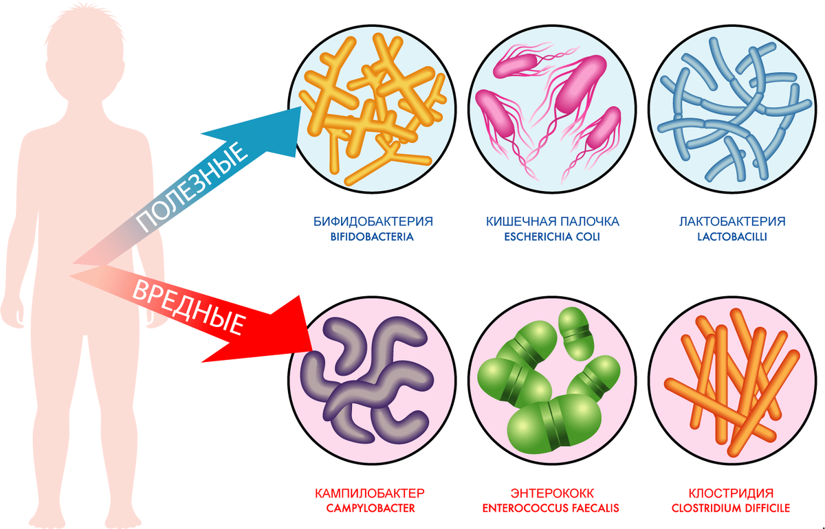 Естественной микрофлоры кишечника естественно. Полезные бактерии. Полезные бактерии для человека. Полезные и вредные микробы. Какие бактерии полезны человеку.
