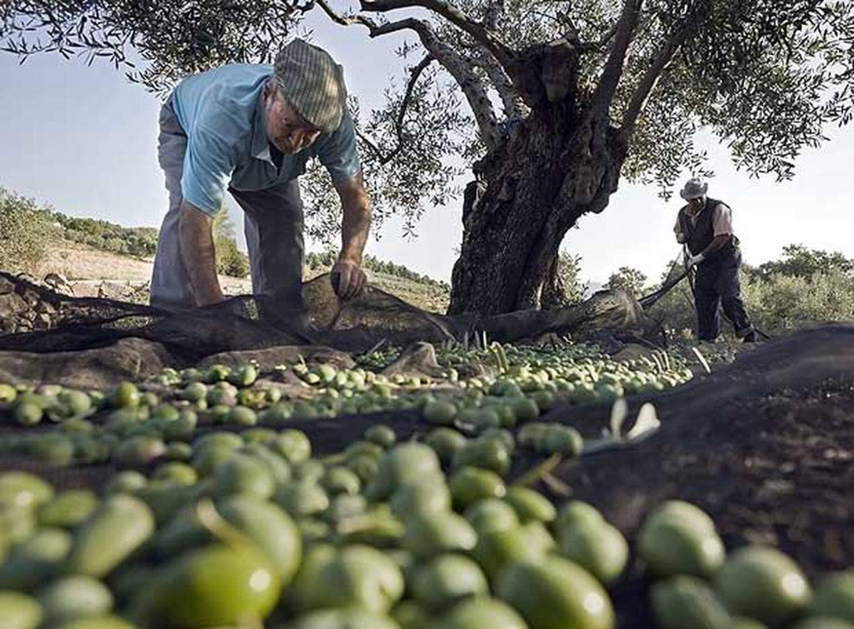 Питание для здоровья сосудов: 5 полезных продуктов рациона