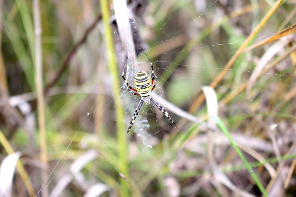    Туляки рассказывают о крупных пауках с ярким окрасом