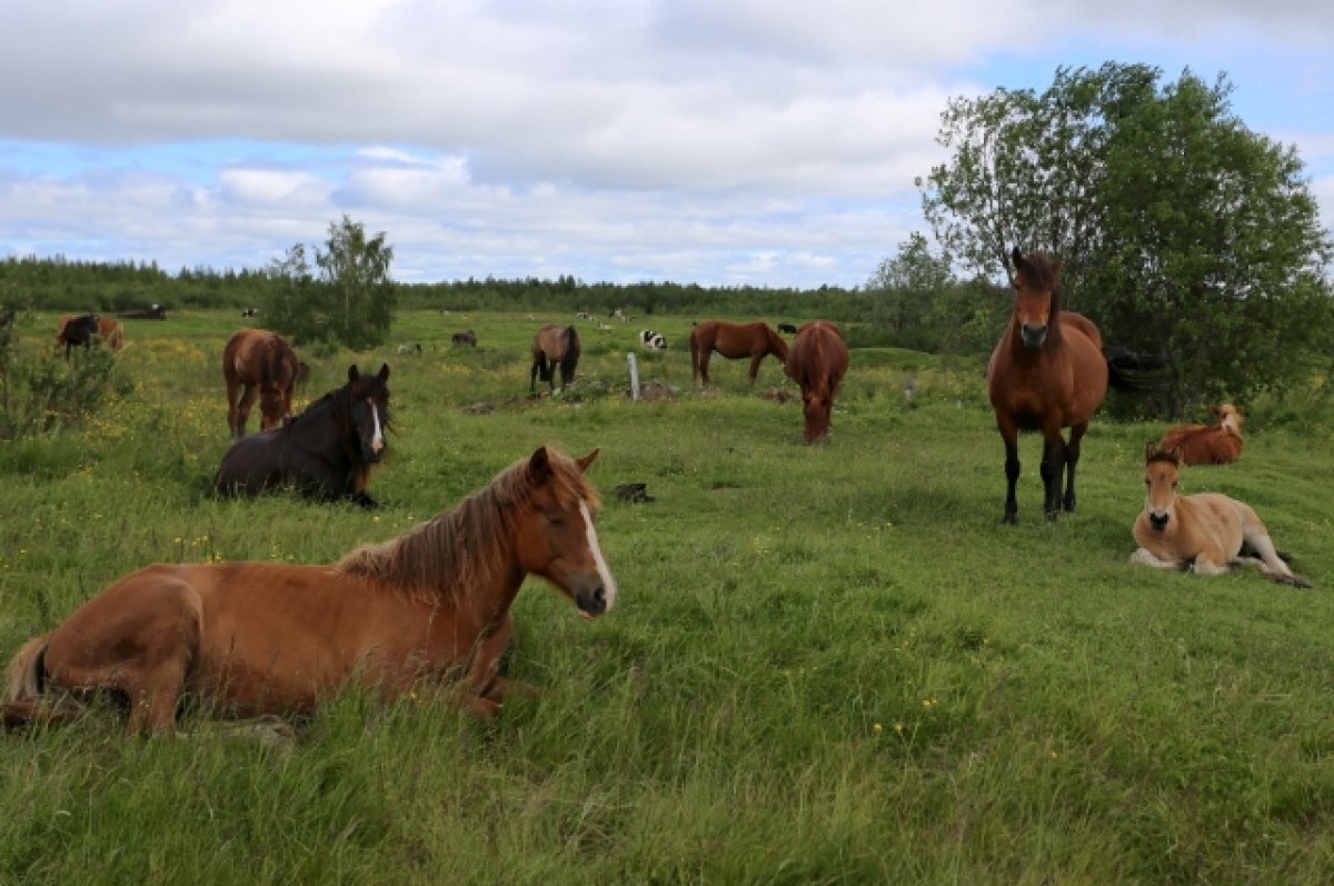    Владелец табуна лошадей заплатит полмиллиона за вытоптанные поля в Ирбите